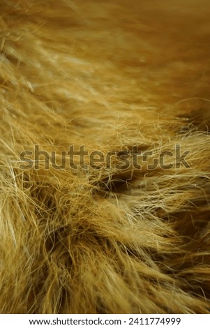 abstract pattern of detailed texture of cat hair or fur, orange or golden yellow