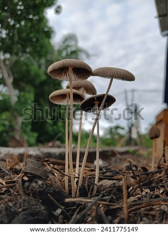 a picture of mushrooms growing on a pile of dry palm oil