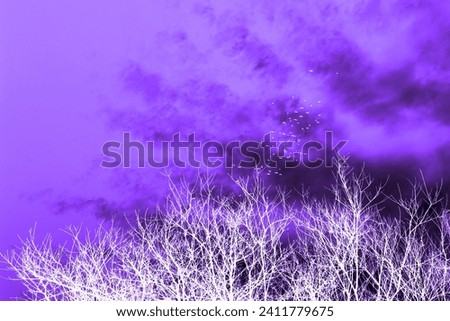 Flying white birds on purple heaven with clouds and white trees with bare branches, autumn motif, cold weather, winter time, purple and white photography, outdoor, colored invert