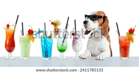 Beagle in sunglasses drink cocktail. Cute dog with cocktails isolated on a white background.