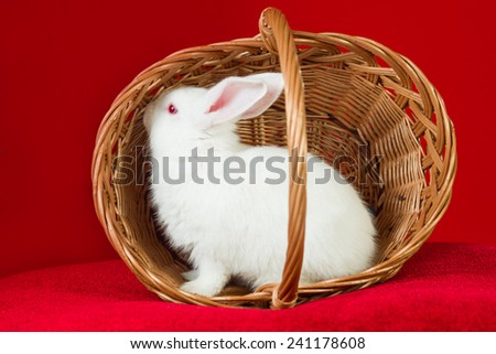 white rabbit in a basket on red background