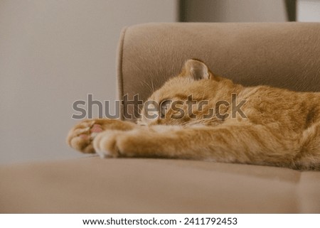 Lazy ginger cat on the couch