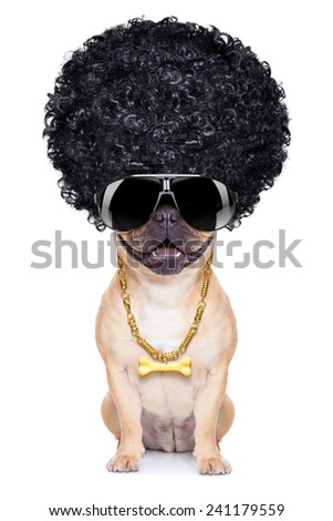 gangster cool afro dog wit gold chain and sunglasses, isolated on white background