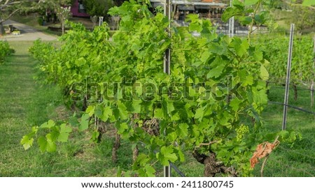 picture of grape vine which is raising its top to receive light from the sun To make it grow into a good grape in the future. amidst the cool atmosphere of the valley
