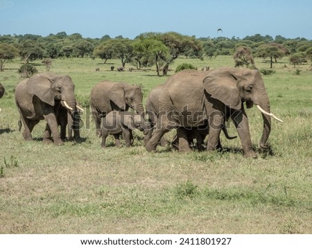 Elephant in Serengeti savanna - National Park in Tanzania, Africa, panoramic of wild life