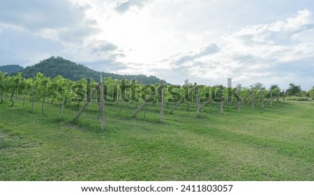 A picture of a fence in a grape-free area. It is a walkway paved with green grass. Surrounded by many different species of trees. In the embrace of a beautiful valley