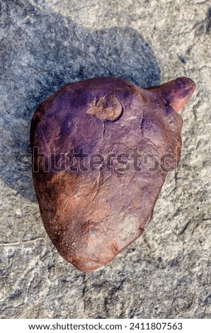 Meteorite shaped like a human heart, found in a garden in Webster County, West Virginia, USA