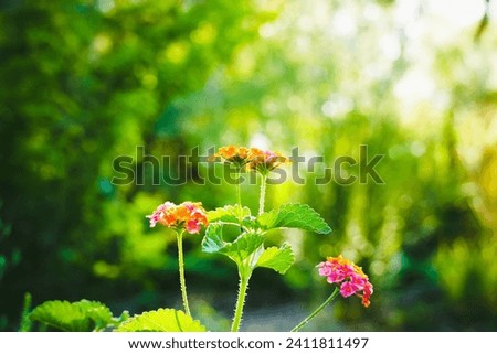 beautiful flower image beautiful green background