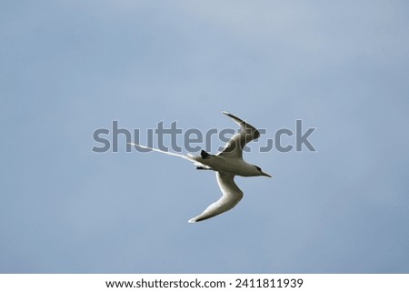 White tailed tropic bird, native to the Seychelles, flying un sunny day, blue sky, Mahe Seychelles 