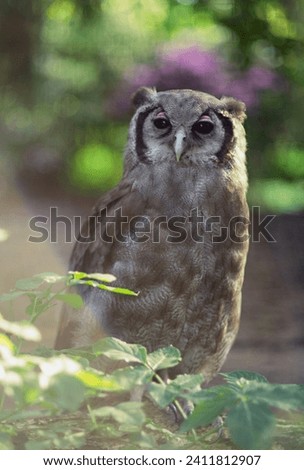 Close up photo of Verreaux's eagle-owl (Bubo lacteus) with blurry background. Safari Park Dvur Kralove. 