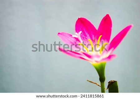Pink rain lily, pink fairy lily, pink zephyr lily, and pink magic lily are the common names of several species of flowering plants belonging to the genera Zephyranthes and Habranthus