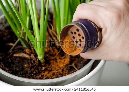 Using powdered cinnamon on house plant as fungicide which has antifungal properties and pest control. Person hand sprinkle cinnamon powder on house plant in home. Royalty-Free Stock Photo #2411816545