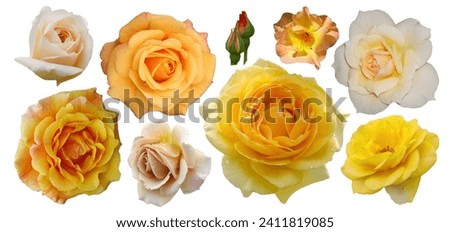 PNG Set of yellow roses orange roses isolated on the white background