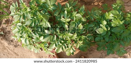 Hello friends this picture was a green area of farming and nature culture picture. That's is plants potato and onion. Thank you for.