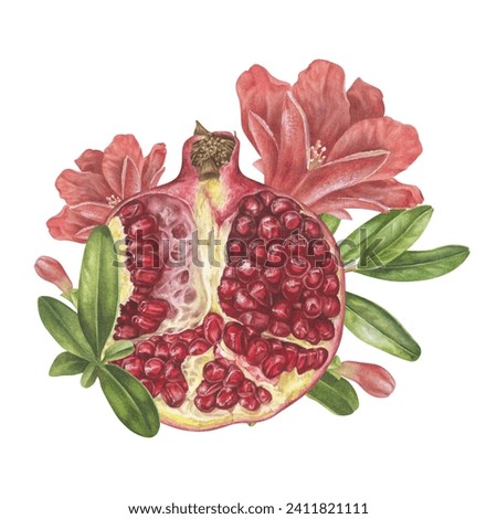 Pomegranate Watercolor illustration. Hand drawn clip art on isolated white background. Botanical painting of Fruit branch with flowers. Sketch of food for packaging design. Drawing of garnet plant
