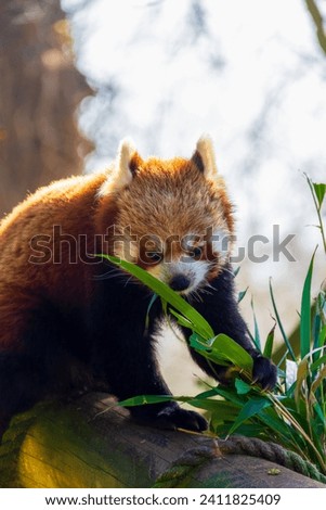 Red panda sitting on a log eating bamboo leaves.