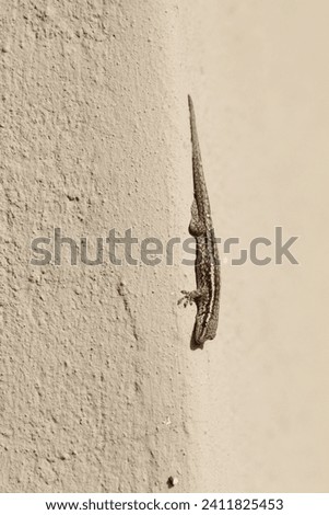 Lizard baking in the sun on the side of a cement wall.