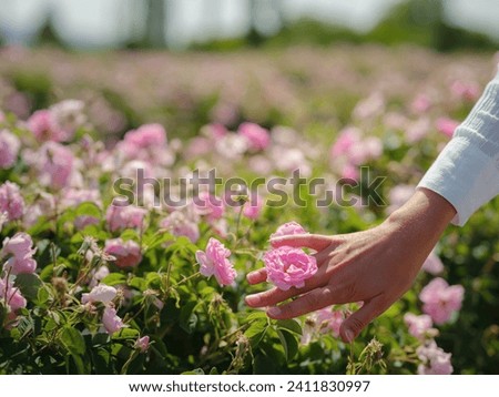 woman picking roses in Field of Damascena roses in sunny summer day . Rose petals harvest for rose oil perfume production. village Guneykent in Isparta region, Turkey a real paradise for eco-tourism. Royalty-Free Stock Photo #2411830997