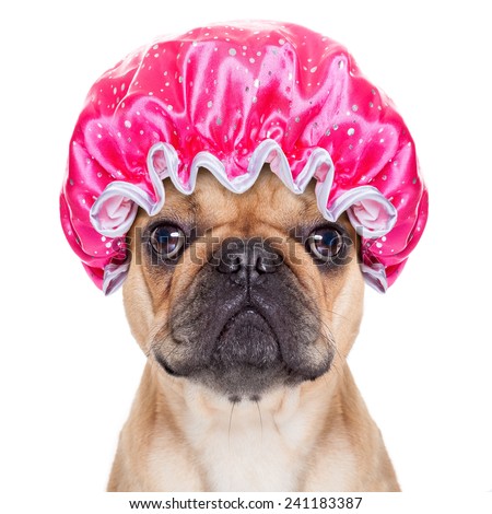 french bulldog dog ready to have a bath or a shower wearing a bathing cap, isolated on white background Royalty-Free Stock Photo #241183387