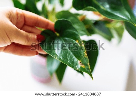woman shows leaf plant with brown spots. Home care for houseplant anthurium, moistening leaves, wiping dust. Anthurium flower care, flowering, growth at home Royalty-Free Stock Photo #2411834887