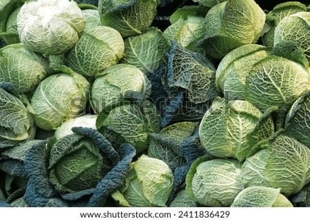 Savoy cabbage. Beautiful green blue background print of lots of leaves and savoy cabbage. a lot of boiled savoy cabbage with beautiful sheets Royalty-Free Stock Photo #2411836429
