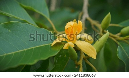 Orange magnolia flower (Bunga kantil oranye, cempaka oranye, Magnolia). 