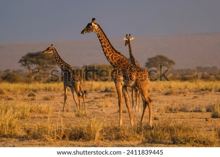 three giraffes in the savannah of Kenya