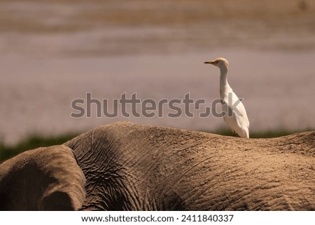 great egret on the back of an elephant