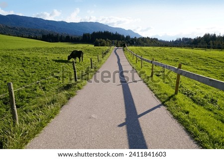 a sunlit road leading through the picturesque Bavarian countryside of the Steingaden region in the Bavarian Alps, Allgaeu, Bavaria, Germany	
                                Royalty-Free Stock Photo #2411841603