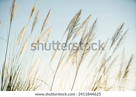 beautiful blooming reeds grass flower blowing from wind against morning sunlight Royalty-Free Stock Photo #2411844625