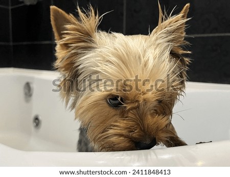 Macro photo animal yorkshire terrier dog in shower. Stock photo yorkie dog pet puppy in bathroom