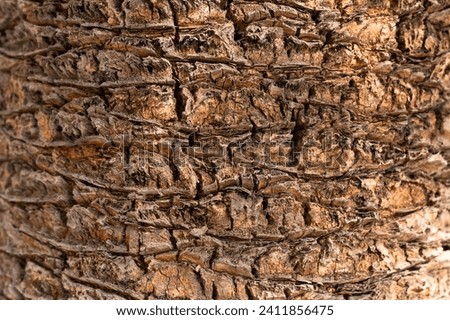 Close up date palm tree trunk texture in a sunny day Royalty-Free Stock Photo #2411856475