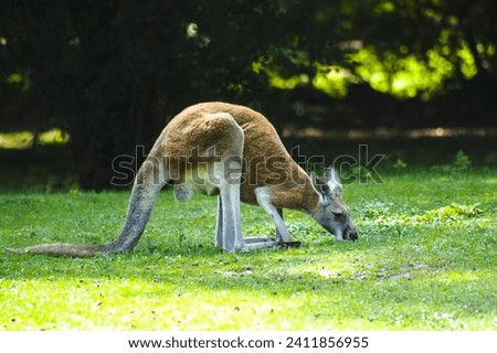 Red kangaroo eating grass in the Opole zoo
