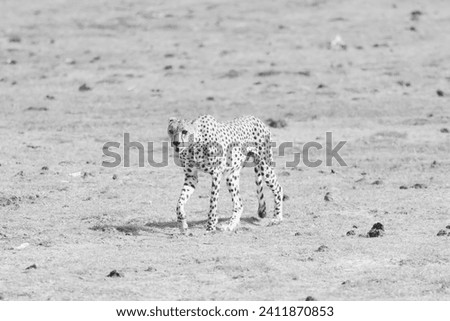 black and white picture of a male cheetah