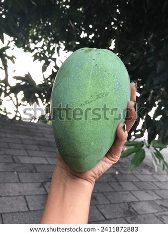 a person holding mangoes from this morning's harvest in the Jember area
