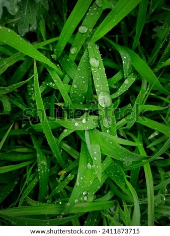 Glistening raindrops adorn vibrant green blades of grass, creating a mesmerizing mosaic of nature'srenewal.The rain-kissed grass sparkles under diffused sunlight, eachblad.This picture shows the scene