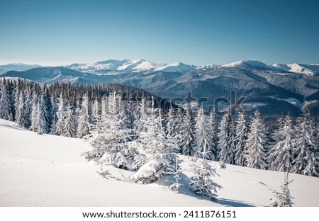 Exotic winter landscape with snowy slopes on a frosty day. Location place Carpathian mountains, Ukraine, Europe. Christmas concept. Photo wallpapers. Happy New Year! Discover the beauty of earth.