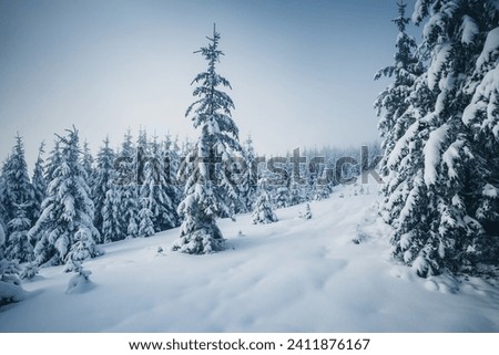Winter landscape and snowy coniferous forest on a frosty day. Location place Carpathian mountains, Ukraine, Europe. Christmas holiday concept. Photo wallpapers. Happy New Year! Beauty of earth.