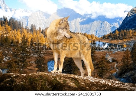 Eurasian wolf in white winter habitat,. Beautiful winter forest. Wild animals in nature environment. 