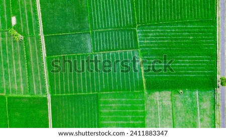 Rice fields are a green icon
