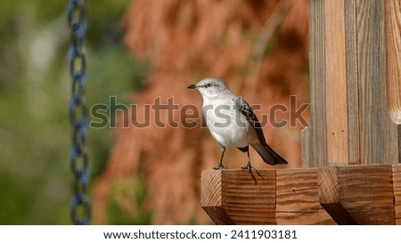                           Northern Mockingbird in the bright morning sunlight at Shelter Cove on Hilton Head Island.     