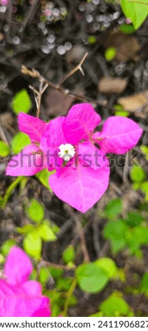 Pink bougainvillea flower in the garden.