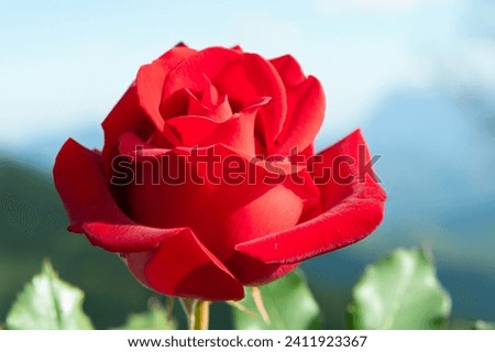 Red beautiful rose flower on tree with blur background 