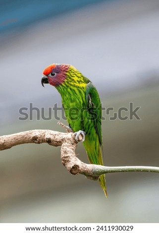 Goldie's Lorikeet, a dazzling jewel in Papua New Guinea's skies, captivates with its vibrant plumage and playful antics. Its presence adds a kaleidoscope of colors to the lush tropical landscapes. Royalty-Free Stock Photo #2411930029