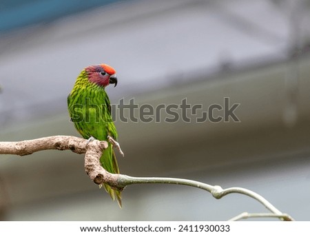 Goldie's Lorikeet, a dazzling jewel in Papua New Guinea's skies, captivates with its vibrant plumage and playful antics. Its presence adds a kaleidoscope of colors to the lush tropical landscapes. Royalty-Free Stock Photo #2411930033