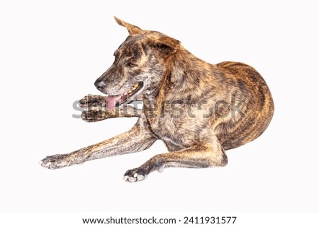 Close-up of Tiger-striped brown dog is lying sleep isolated on white background. Stray dog sleep on outside floor happily. In morning in middle of a road with no cars passing by.