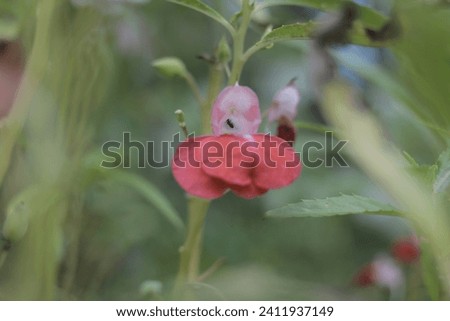 Vibrant Pink Flower Amongst Lush Greenery in Garden Close-up of a bright pink flower with soft-focus background