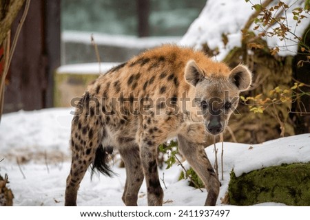 Spotted Hyena - Crocuta crocuta in ZOO, winter time with snow. also known as the laughing hyena.