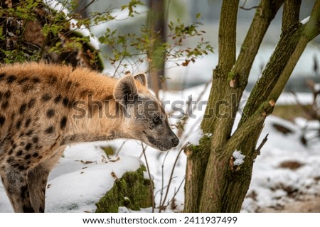 Spotted Hyena - Crocuta crocuta in ZOO, winter time with snow. also known as the laughing hyena.