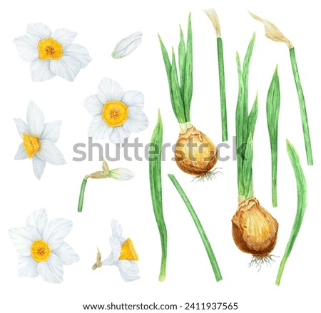 Narcissus, watercolor illustration of daffodils. Hand drawn watercolor painting set, collection of flower elements. White and yellow botanical painting for greeting, wedding, Easter, Mothers day print
